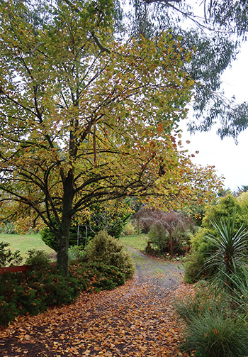  The Lime Tree (Tilia) is last to lose its leaves. 