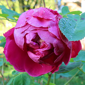  Flowering late. 