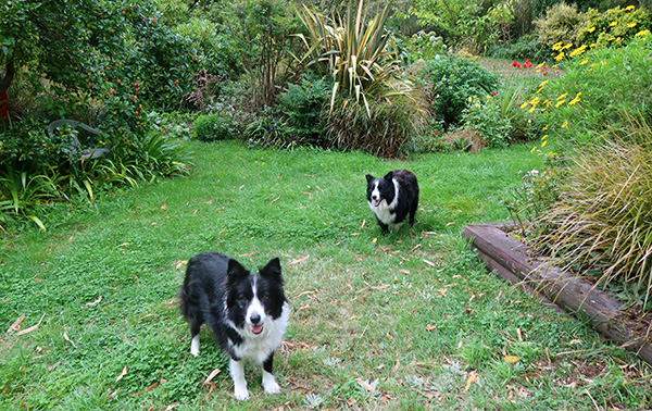  Pebbles in the foreground, Winnie further back. 