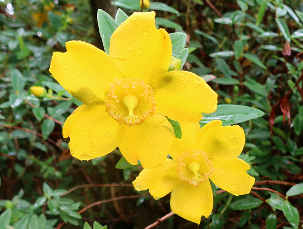  A brilliant yellow, a tough shrub. 