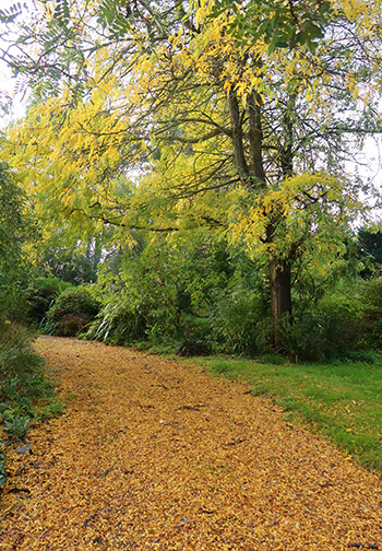  The Gleditsia is dropping its leaves. 