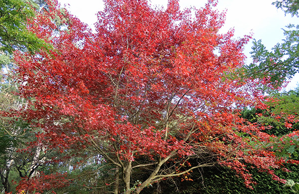  In the Henhouse Garden. 