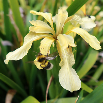  Colour co-ordinated with the Iris flower! 