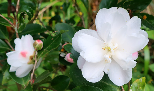  Finally flowering after four years, after being shifted from my friend's garden. 