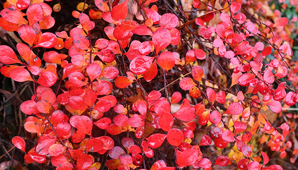  A shrub I pass on the way to the cottage. 