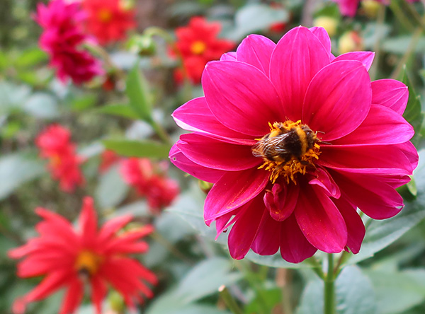  They love the dahlias. 