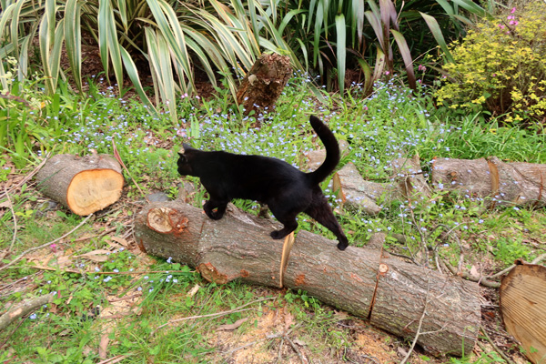  Inspecting the firewood logs from the Oak trees. 