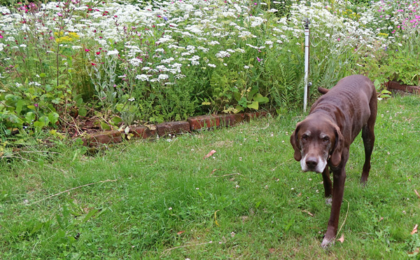  Darling brown dog! 