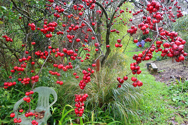  Brilliantly red. 