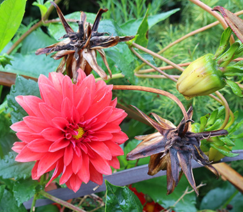  A flower, and seedheads. 