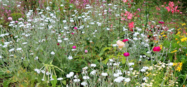  In the Hump Garden. 