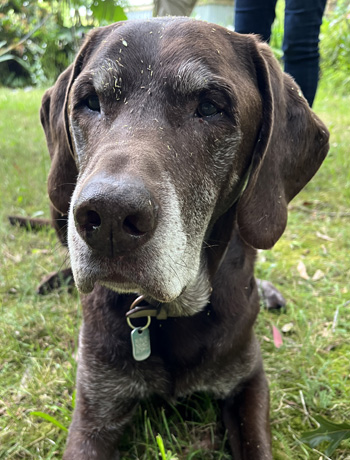  With grass seeds all over his face. 