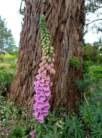  Love foxgloves. 