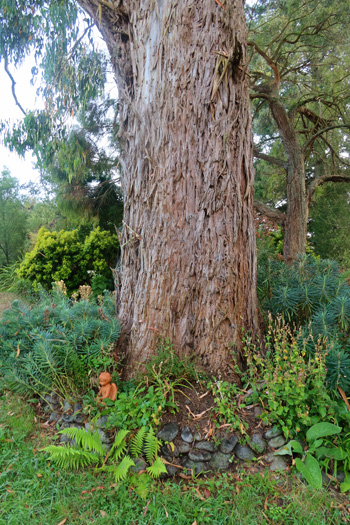  One source of the bark pieces on my lawns. 