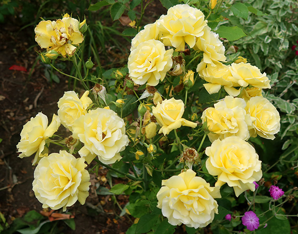  A cluster of Freisia roses. 