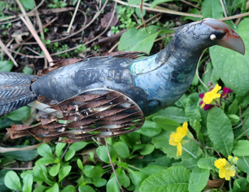  Hello pukeko. 