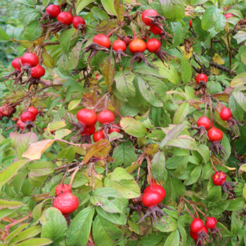  A very fat rugosa rose. 