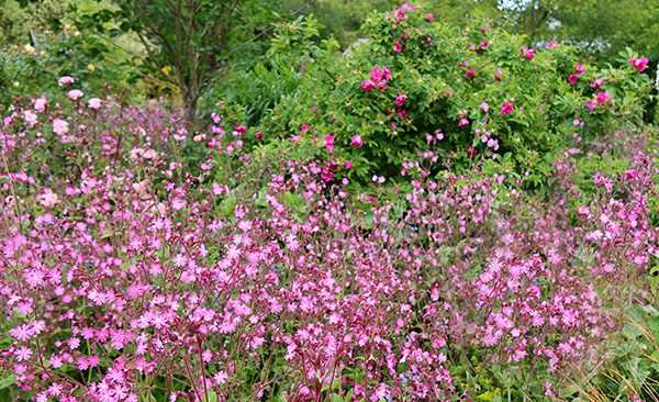  In the Hump Garden. 