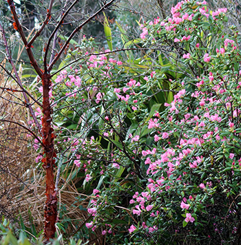  Or rhododendron... 