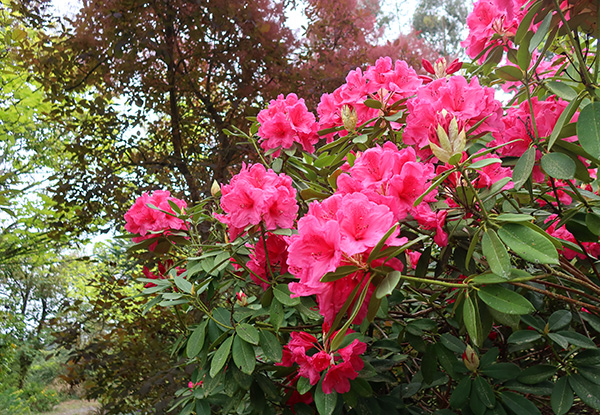  Flowering in the Driveway Garden Border. 