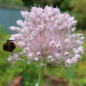  I let the leeks go to seed because I just cannot grow fancy Alliums 