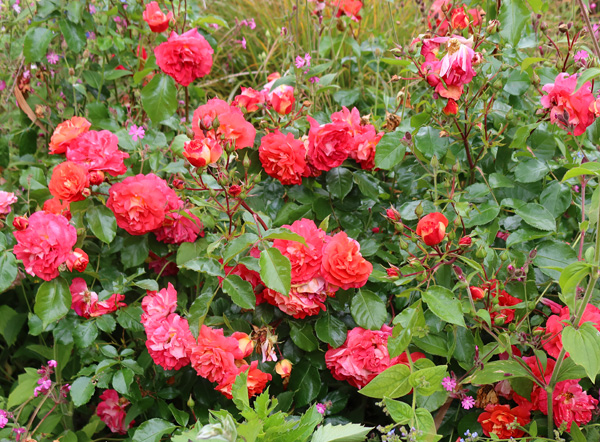  A very colourful rose - some blooms start off striped red and yellow. 