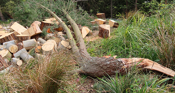  A semi-chunky piece of pine tree. 