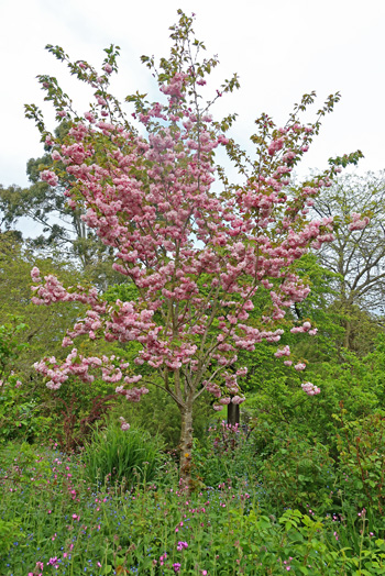 Prunus Pink Perfection in the Hunp Garden. 