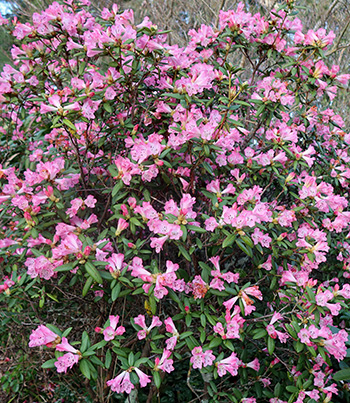  Flowering now in the Island Bed. 