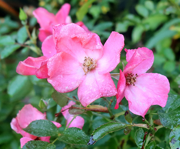  A Flower Carpet Rose by the water race, 