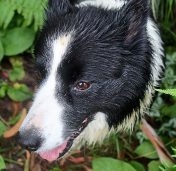  Getting a bit wet. 