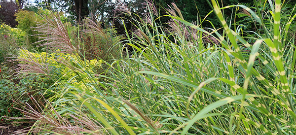  In the Hump garden. An extremely bulky ornamental grass. 