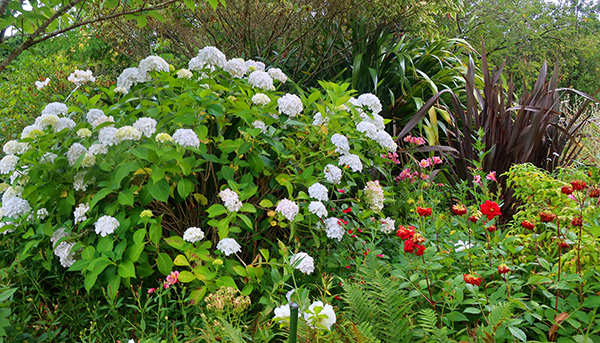  Hydrangeas and Phormiums in the Island Bed. 