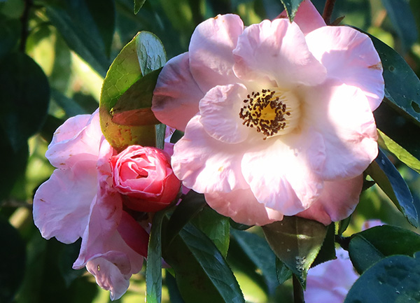  Large flowers. 