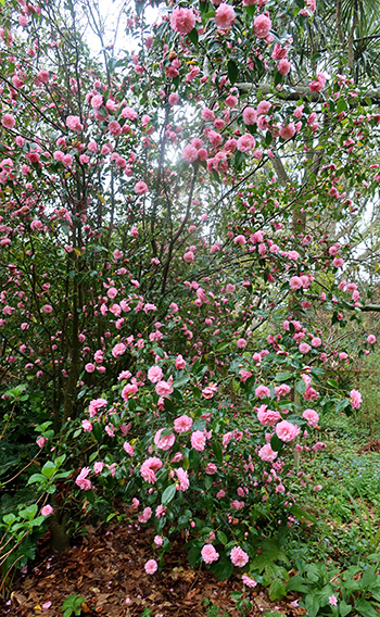  A huge shrub with small pink flowers. 