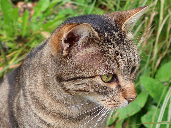  In the garden. 