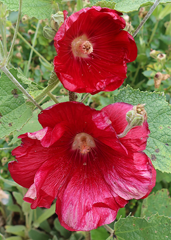  In the Hump Garden. 