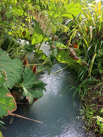  The Gunnera leaves are getting scruffy... 