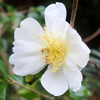  Always early to flower. 