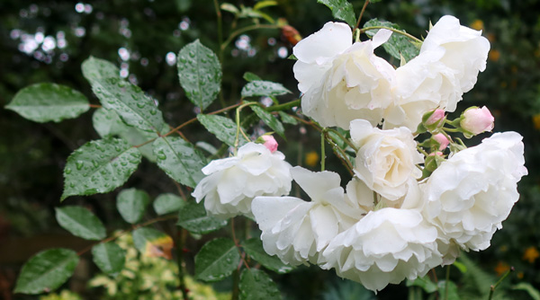  A hybrid musk rose which sulks a bit in my garden. 