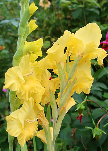  They seem to  last longer in a house vase than in the garden. 