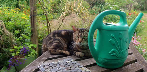  Hiding behind the watering can. 