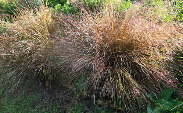  In the Hump Garden. 