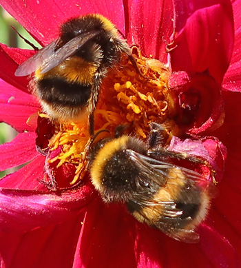  On a dahlia flower. 