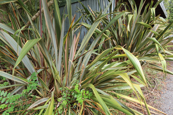  Tricolor varieties. 