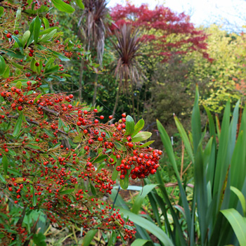  Cotoneaster, Maple, Elm tree. 