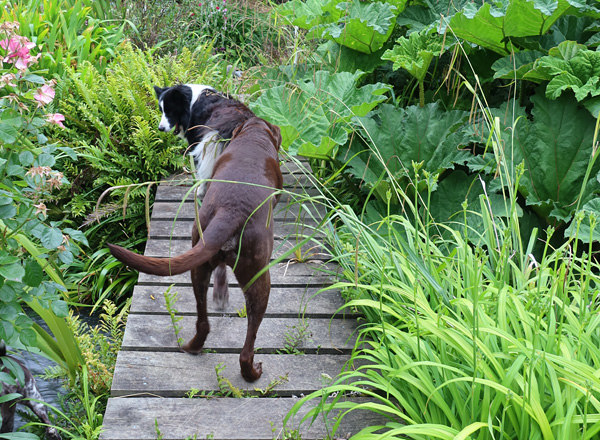  Escher and WInnie on a bridge. 