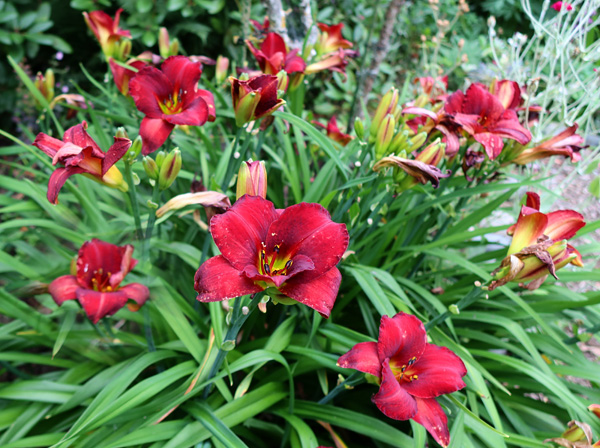  Flowering near the water race. 