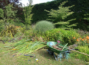  Another Phormium down. 