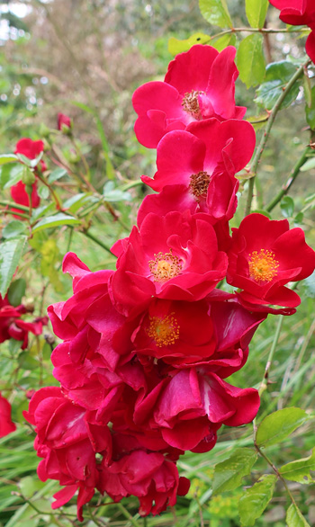  A very thorny low-growing rose. 